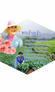 p13_treeforest_12aug2557